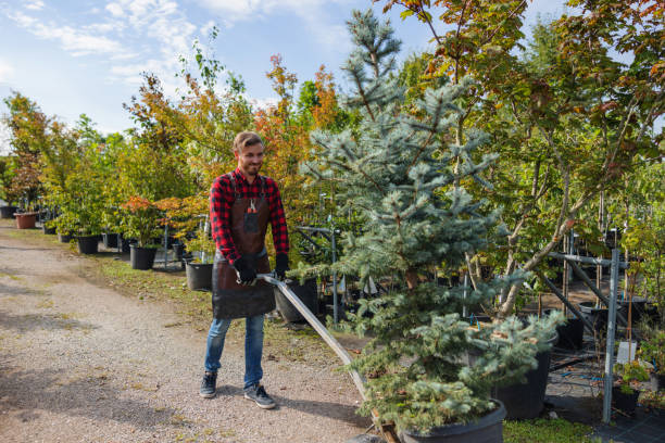 The Steps Involved in Our Tree Care Process in Des Arc, AR